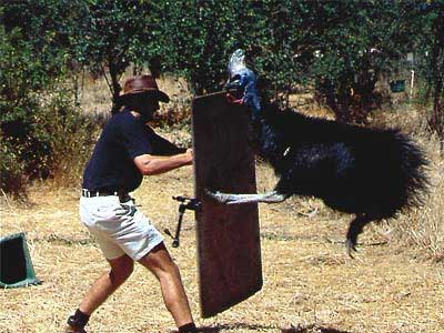 When birds attack! Wallaby has everything under control when the deadly Cassowary attacks.