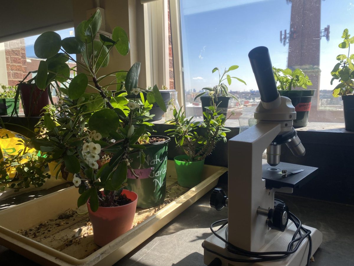Plants from Ms. Heath’s Horticulture class sitting on the windowsills in her classroom, 430. Heath said “I love the view. I love the sun of the south facing windows.”